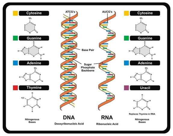 what nitrogenous bases are in dna and rna